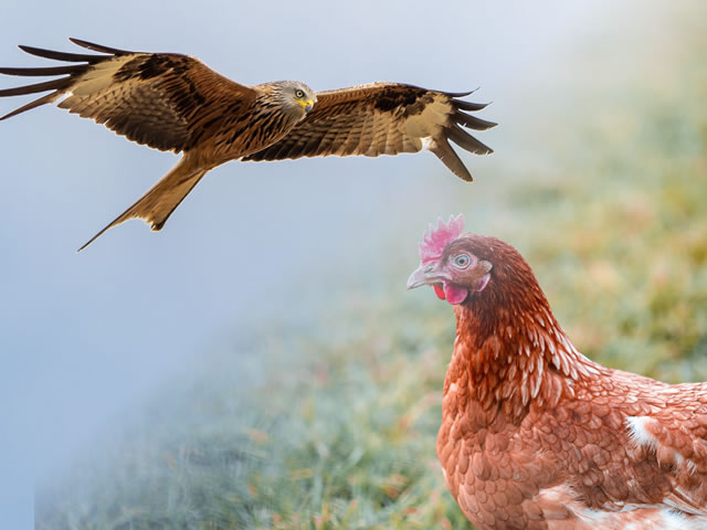 A Águia E A Galinha